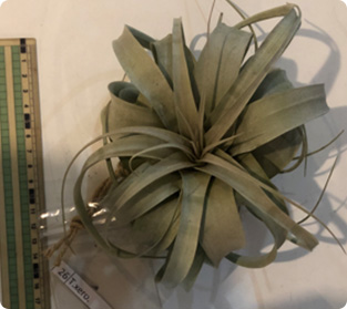 ティランジア キセログラフィカ類