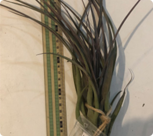 ティランジア バルビシ類