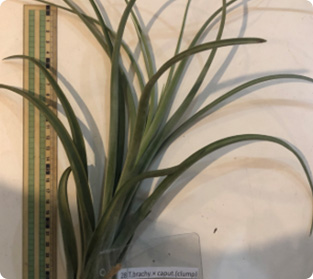 ティランジア ブラチィ類