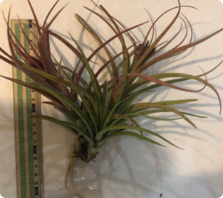 ティランジア コンフェルティフローラ スパークラー