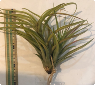 ティランジア コンフェルティフローラ(ウィジー)