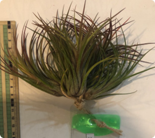 ティランジア イオナンサ プルイノーサ