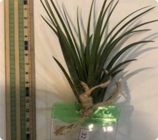 ティランジア 二ダス