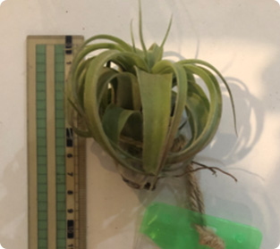 ティランジア ストレプトフィラ