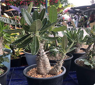 パキポディウム属