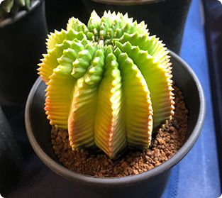 アステリアス斑入り（兜丸）