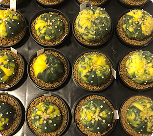 ギムノカリシウムミハノビッチ