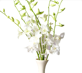 ホワイトソニア