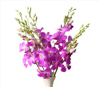 クイーンピンク