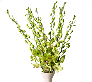 ブラナグリーン