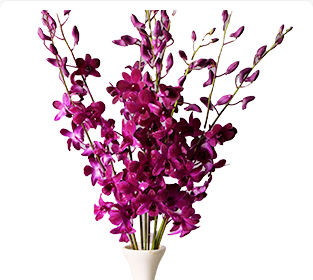 レッドベルベット