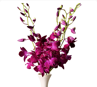 レッドブルパープル