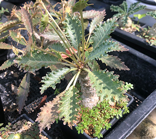 フォロウディー