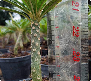 ギガス(小)