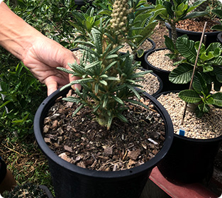 ギガス斑入りブラード