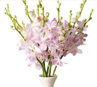 クリスティーンホワイト