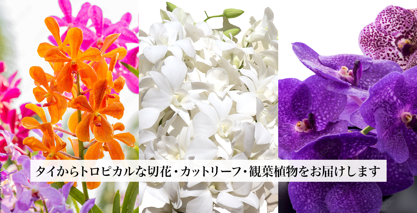 タイからトロピカルな切り花・カットリーフ・観葉植物をお届けします。