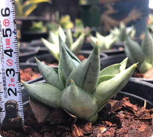 バイフーメイ