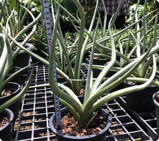 ダンシングドラゴン