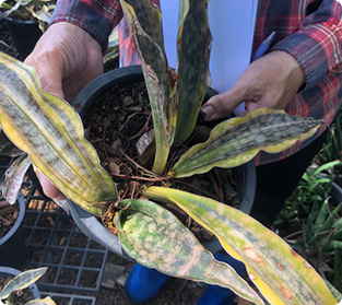 クーキアイコパトーン斑入り