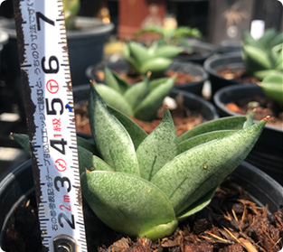 グリーンピース