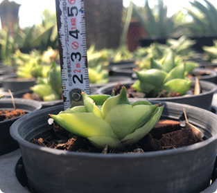 ミニボンセル斑入り黄色