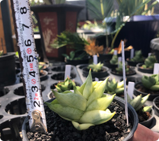 ミニボンセル斑入り白