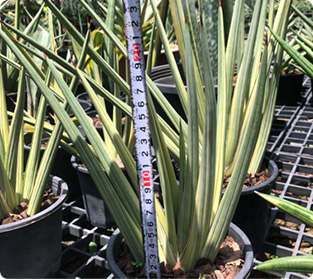 ローヤルクラウン