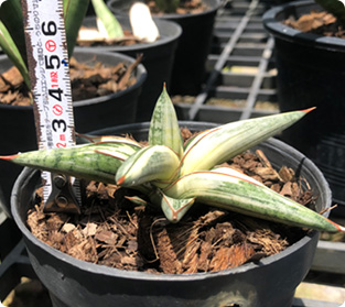 ラブ1970斑入り