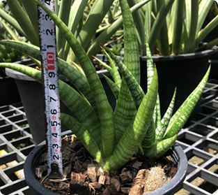 アンヤマニークロー