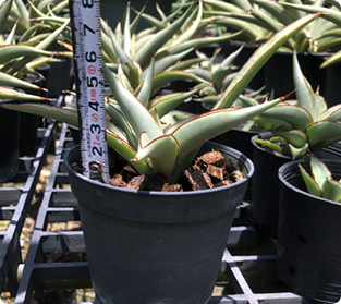 チャオプラヤー