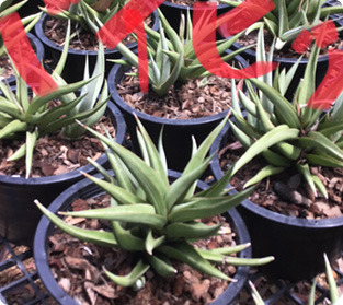 バイビット