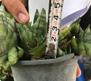 ミニボンセル