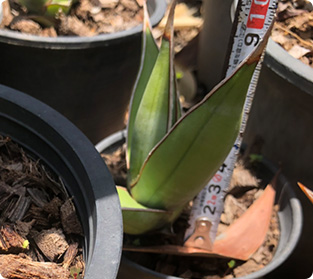 ピンギュイキュラ