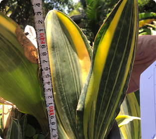 マソニアナ斑入り