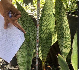 オウブリティアナ