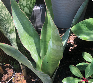 ブルーボーイグリーンリーフ