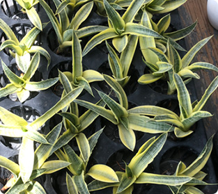 サイアムゴールド