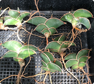 エーレンベルギーロリダ