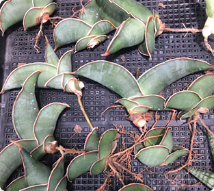 エーレンベルギーバナナ