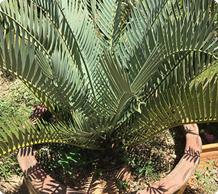 エンセファラドスハースタス