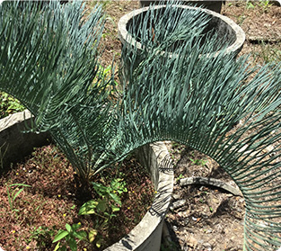 エンセファラドスルーメ二アイ