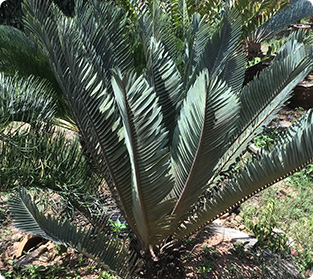 サイカスカンシアナ