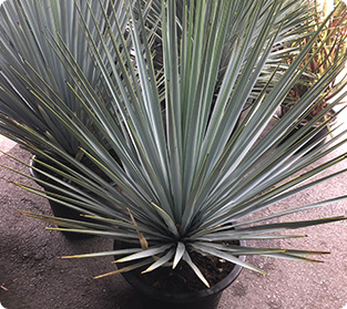 ユッカーリジダ