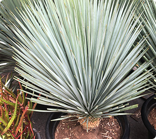 ユッカーロスタータ